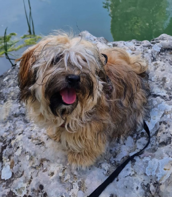 Étalon Bichon Havanais - Totem Du Rocher De La Haute Vilaine