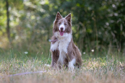 Étalon Border Collie - Lithium murphy (Sans Affixe)