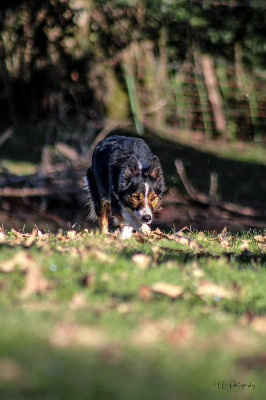 Étalon Border Collie - (Sans Affixe) Thémis