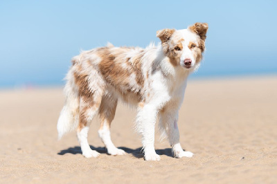 Étalon Border Collie - hipnoza Chanel