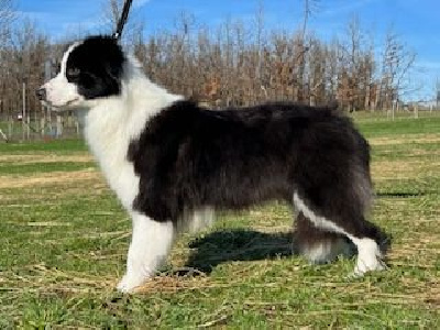 Étalon Border Collie - Daiquiri majlia