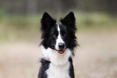 Étalon Border Collie - Slowly Titre Initial