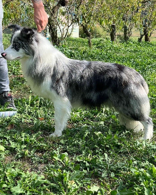 Étalon Border Collie - The final countdown Du Mas Ensoleillé