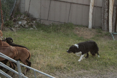 Étalon Border Collie - Uro De L'Echo Des Alpages