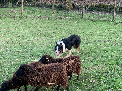 Étalon Border Collie - Trust (Sans Affixe)