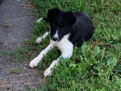 Étalon Border Collie - Velka Des Mignotines