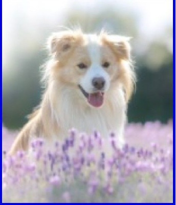 Étalon Border Collie - white water itsy bitsy Red river