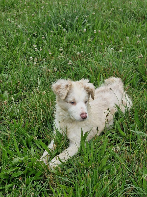 Étalon Border Collie - X'ika vibes and chill from izzy's footsteps