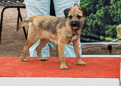 Étalon Border Terrier - Ullipop De la noé du jardin