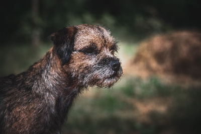 Étalon Border Terrier - CH. Aiga Viva Occitane