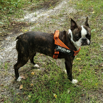 Étalon Boston Terrier - U'leetchi du jardin des vignes