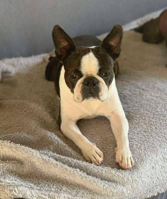 Étalon Boston Terrier - Tess Du Royaume De Perla