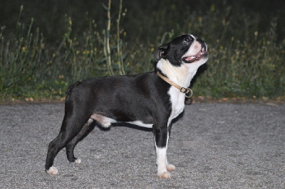 Étalon Boston Terrier - Urican De La Colline Aux Crocs D'or