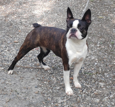 Étalon Boston Terrier - CH. Salade de fruits Du grand fresnoy