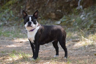 Étalon Boston Terrier - Usmi De La Colline Aux Crocs D'or