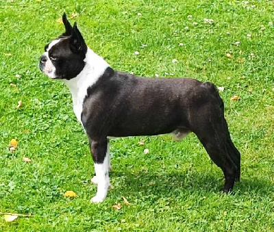 Étalon Boston Terrier - Northill's Prince william