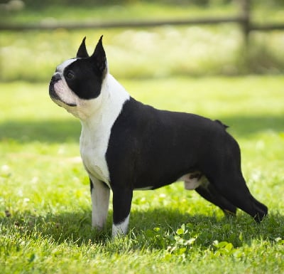 Étalon Boston Terrier - CH. Ten cent pistol de Yu Box