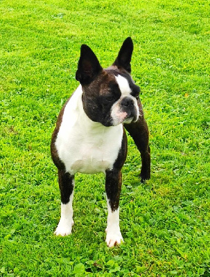 Étalon Boston Terrier - Northill's The first lady tracy