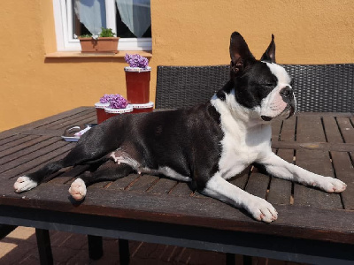 Étalon Boston Terrier - Lnb Boston Raymonde