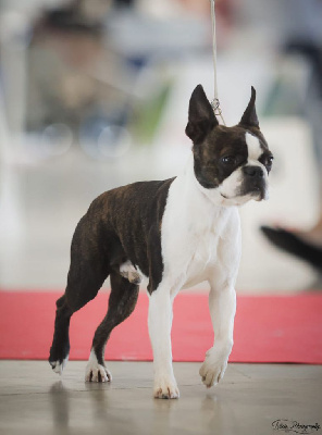 Étalon Boston Terrier - CH. Twist again Du Royaume De Perla