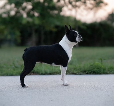 Étalon Boston Terrier - The queen Du Domaine D'Auberive