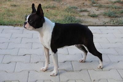 Étalon Boston Terrier - Urielle Du Domaine Des Audes