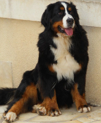 Étalon Bouvier Bernois - Mascotte du logis de Sainte Macrine