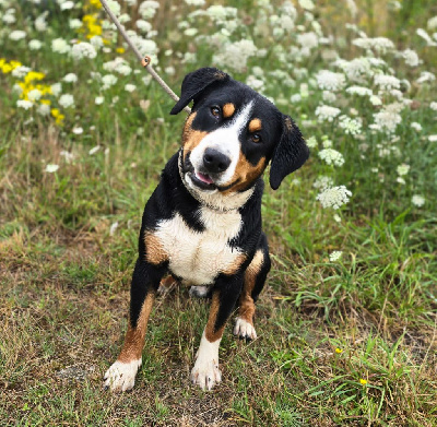 Étalon Bouvier de l'Entlebuch - U'happy (Sans Affixe)