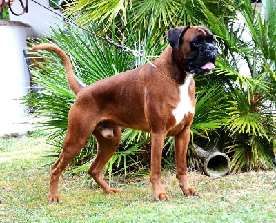 Étalon Boxer - CH. Sorbonne des Jardins de Passiflore