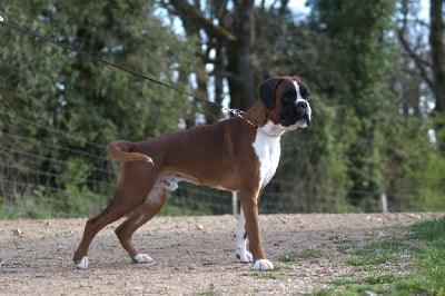 Étalon Boxer - Taeïro De La Colline Aux Crocs D'or