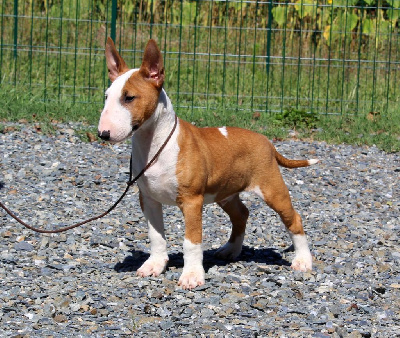 Étalon Bull Terrier Miniature - Kingston-Corbières Bt Vanguarded mini