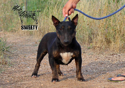 Étalon Bull Terrier Miniature - Sweety daviken Des Dock De Baubry