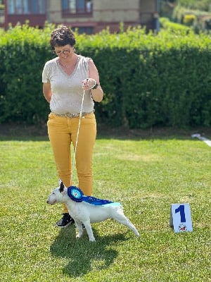 Étalon Bull Terrier Miniature - Vermine Des jardins de margaux