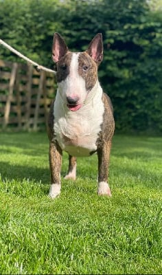 Étalon Bull Terrier - Bubble Square Tender girl