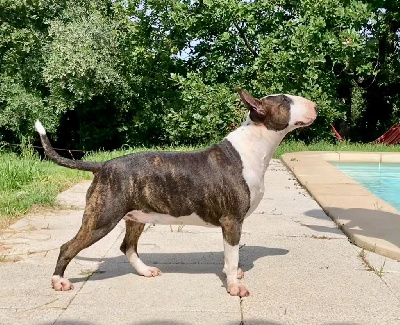 Étalon Bull Terrier - Bull's Den Tadame de ners