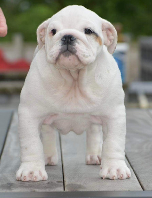 Étalon Bulldog Anglais - Krysbull Vincenzo detheops dorwood