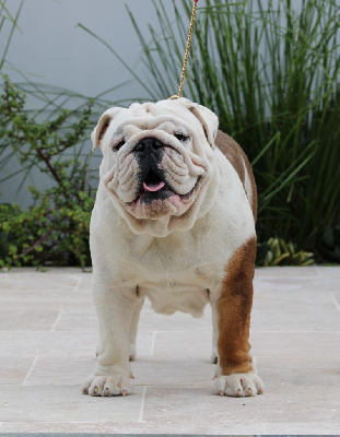 Étalon Bulldog Anglais - Romeo des enclos de la fournaise