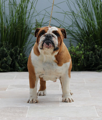 Étalon Bulldog Anglais - Oups des enclos de la fournaise