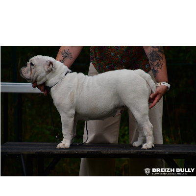 Étalon Bulldog Anglais - Krysbull Ultimate love dorwood