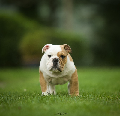 Étalon Bulldog Anglais - Theo Du Domaine De Paladine