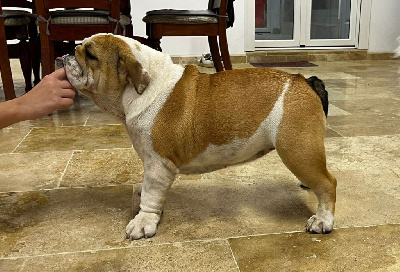 Étalon Bulldog Anglais - Ulka des enclos de la fournaise