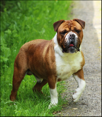 Étalon Bulldog continental - Sorbet alias aslan Des Pipettechorizo