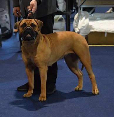 Étalon Bullmastiff - CH. Thémis De La Bullrotteam