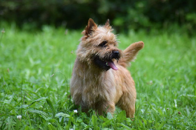 Étalon Cairn Terrier - U love me de la vallée Caid