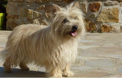 Étalon Cairn Terrier - Odana de L'Etang des Chalands