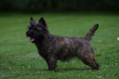 Étalon Cairn Terrier - Ultra girl de la vallée Caid