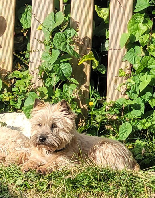 Étalon Cairn Terrier - Suzette de Cosédia