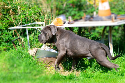 Étalon Cane Corso - Titan Du Règne De Malaudrea