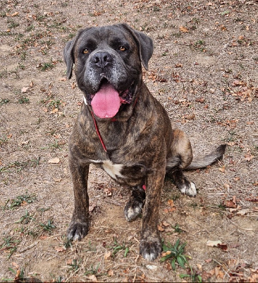 Étalon Cane Corso - Sniper (Sans Affixe)