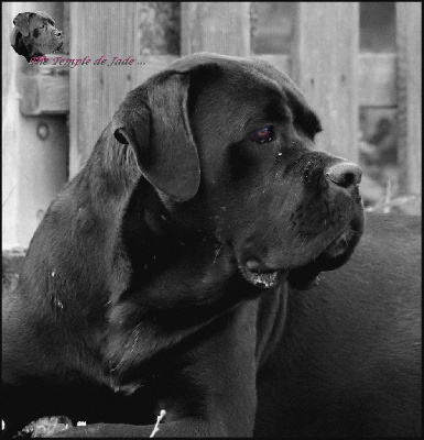 Étalon Cane Corso - Tara du temple de jade